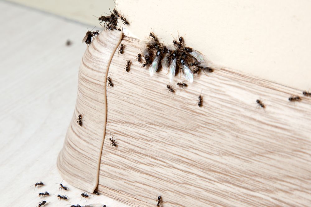 A cluster of ants on the floor next to a wall, representing a situation for ant control services in Houston, TX.
