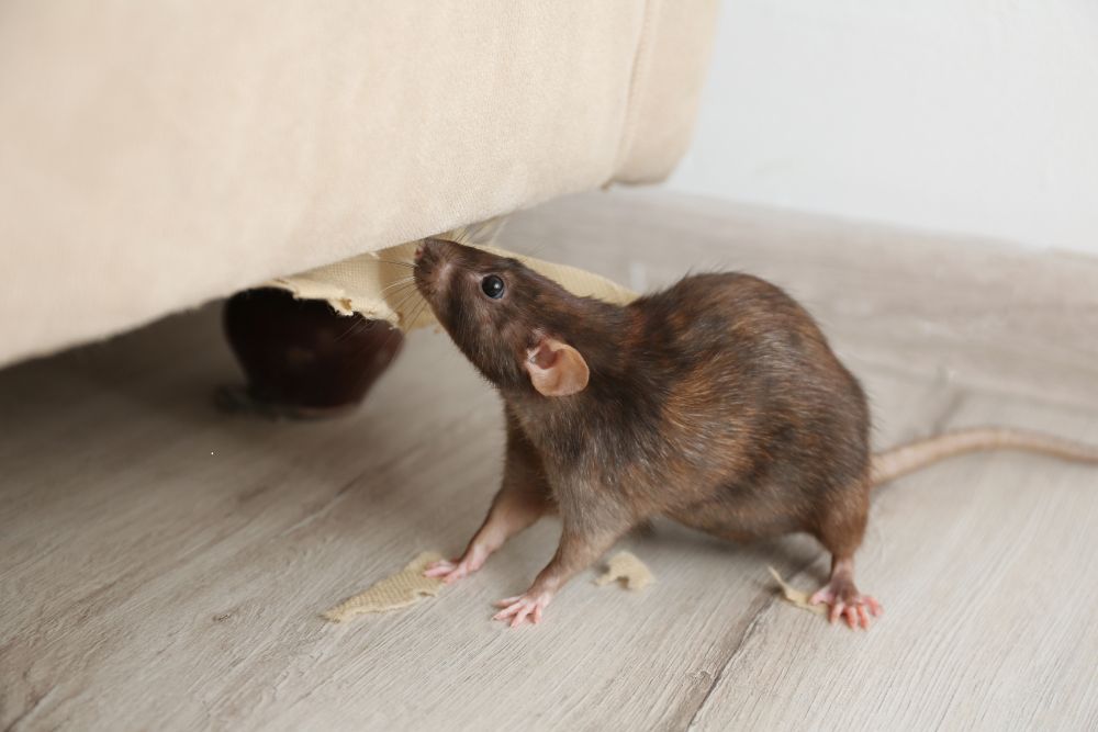 A rat is seen eating paper, emphasizing the importance of rodent control services in Houston, TX.