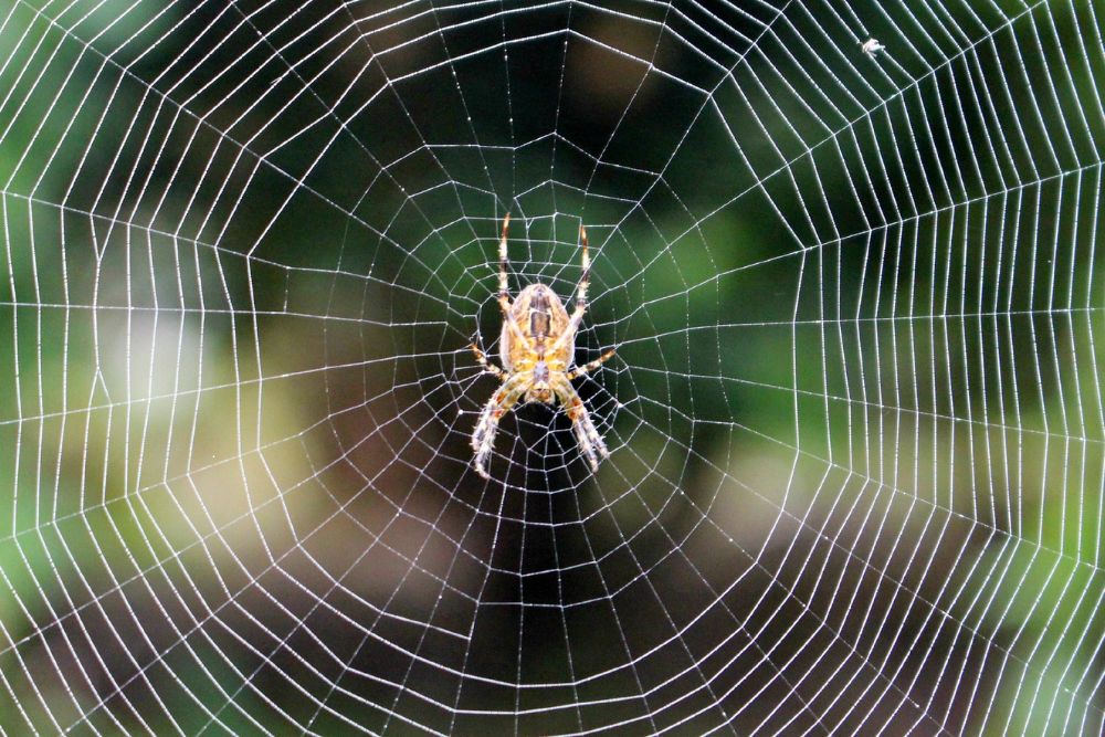 A spider is perched on its web, surrounded by a lush green backdrop, emphasizing the importance of spider control in Houston.