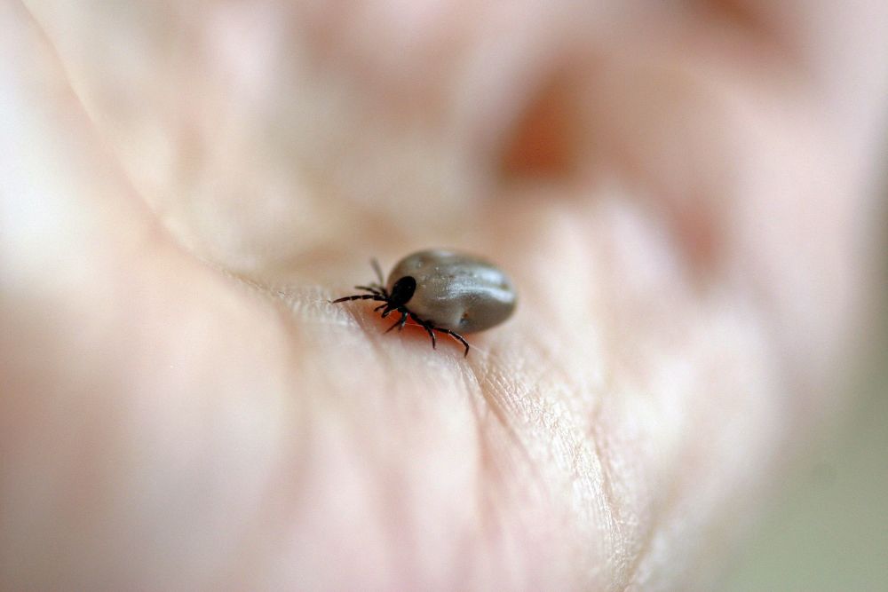 A tick attached to a person's hand, emphasizing the importance of tick control services in Houston, TX.