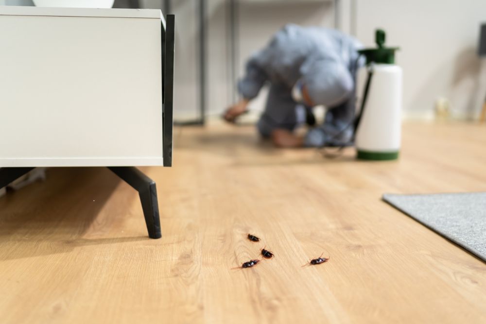 A man tidies a room with bugs scattered on the floor, illustrating a roach control service in Houston, TX.